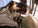 264_Ford_truck_engine_failure_heavy_oil_sludge